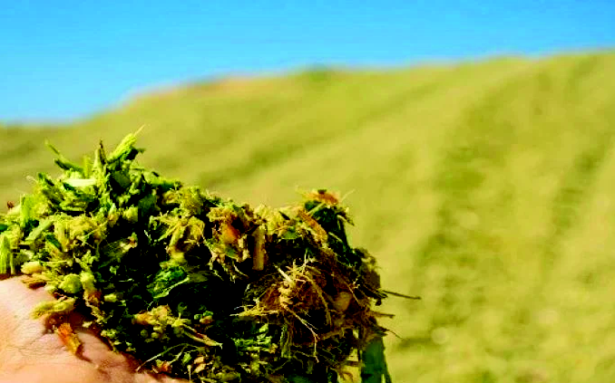 Silage