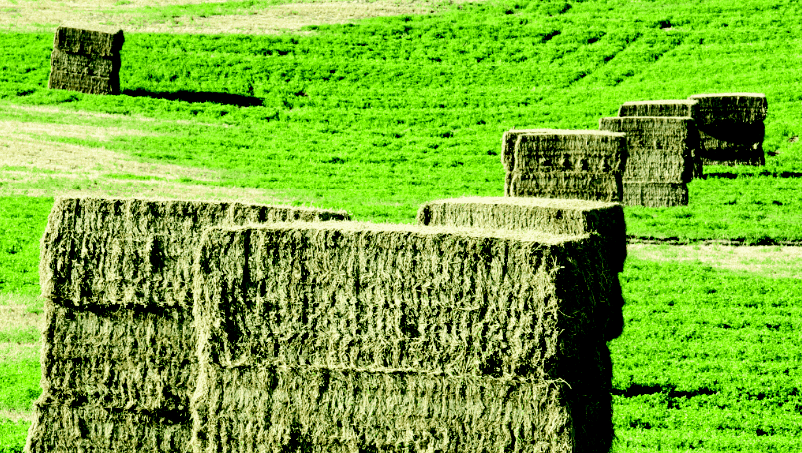 Rhode Grass