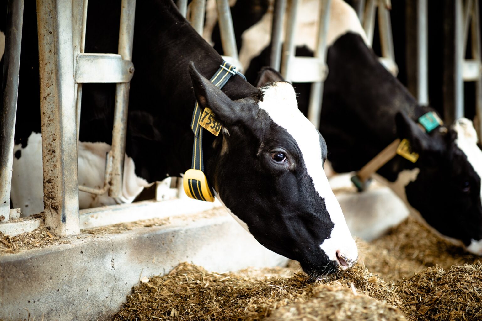 Dairy Farming