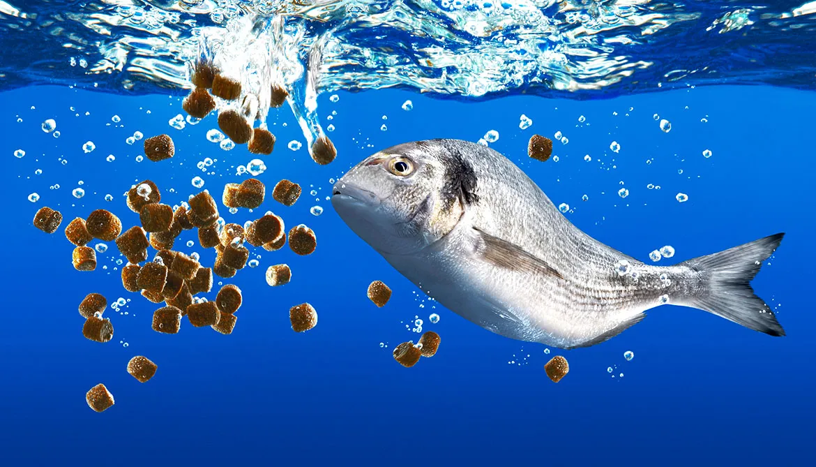 Fish Feed